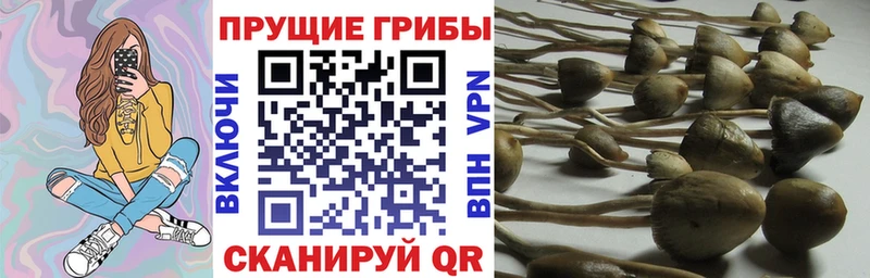Купить где  Мелеуз  Галлюциногенные грибы мицелий 